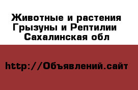 Животные и растения Грызуны и Рептилии. Сахалинская обл.